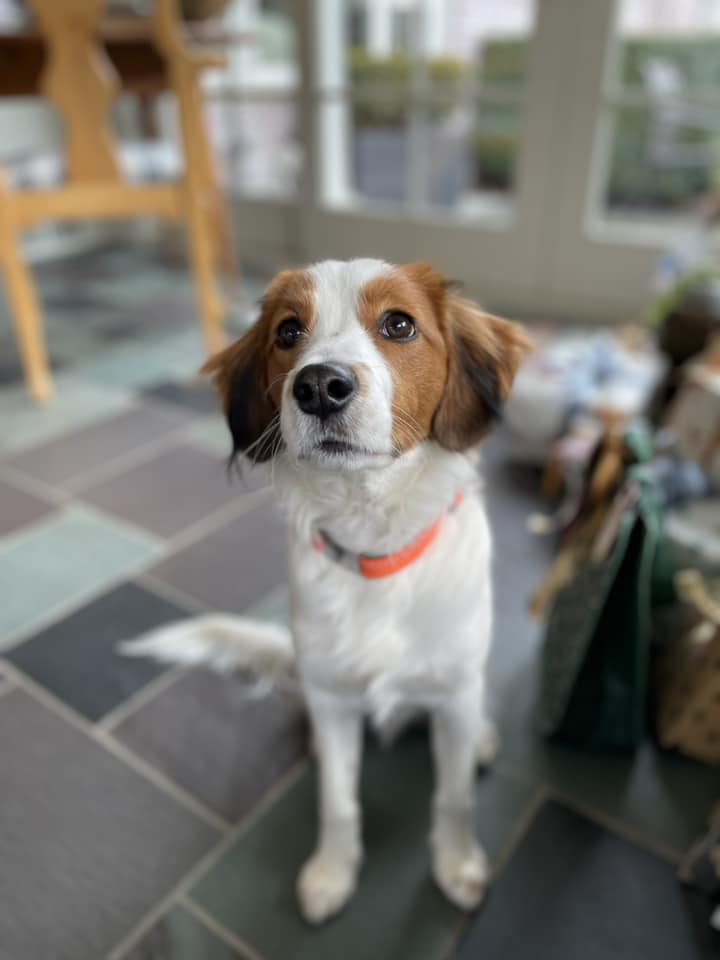 <p><strong>Slide On Dog ID Tags</strong></p>