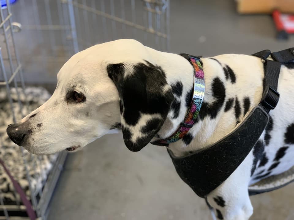 <p><strong>Slide On Dog ID Tags</strong></p>