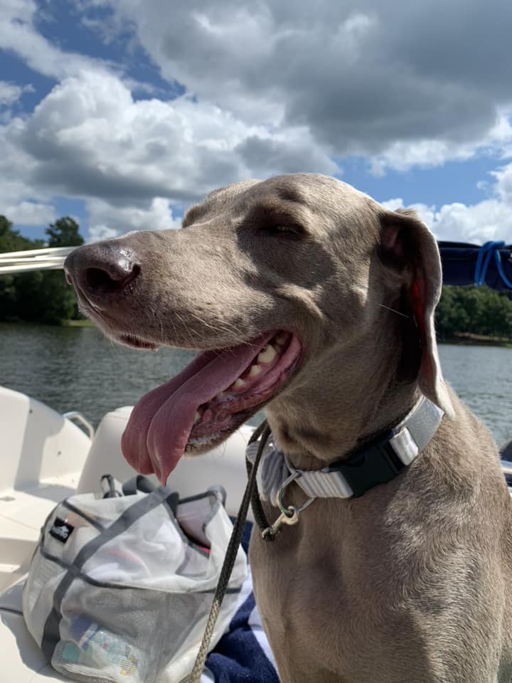 <p><strong>Slide On Dog ID Tags</strong></p>