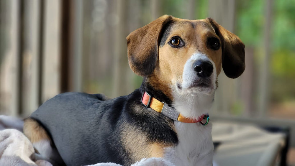 <p><strong>Slide On Dog ID Tags</strong></p>