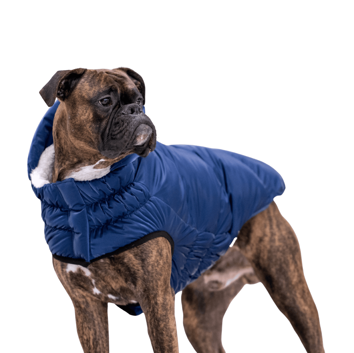 GF PET® Lunar Glow Dog Winter Parka – Sherpa Lined Pearl Finish Puffer Coat with Hood, Water-Repellent Elasto-Fit® Adjustable Fit Jacket for Small, Medium & Large Dogs – Stylish Jewel Tone Dog Apparel