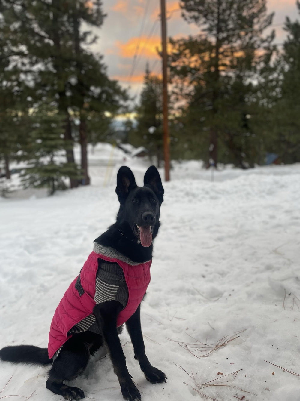 Black dog wearing a warm pink puffer winter dog coat jacket sitting in the snow with trees and sunset in the background