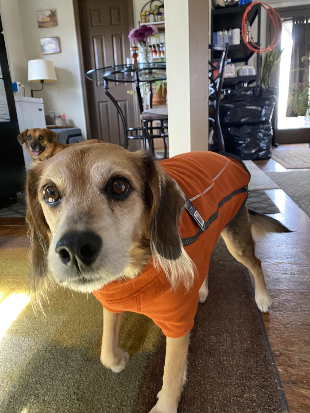 Dog wearing a fleece orange dog winter coat by Ruffwear standing on a carpeted floor with another dog in the background.