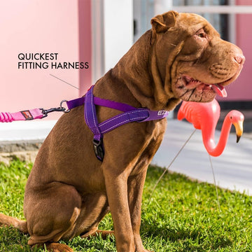 EzyDog Quick Fit Harness Purple Medium (Customer Return) – The