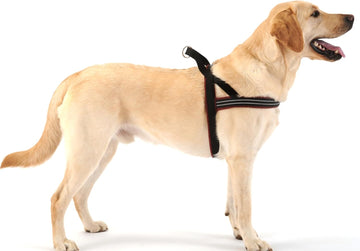 ComfortFlex Sport Padded Harness American Made Dog Harnesses