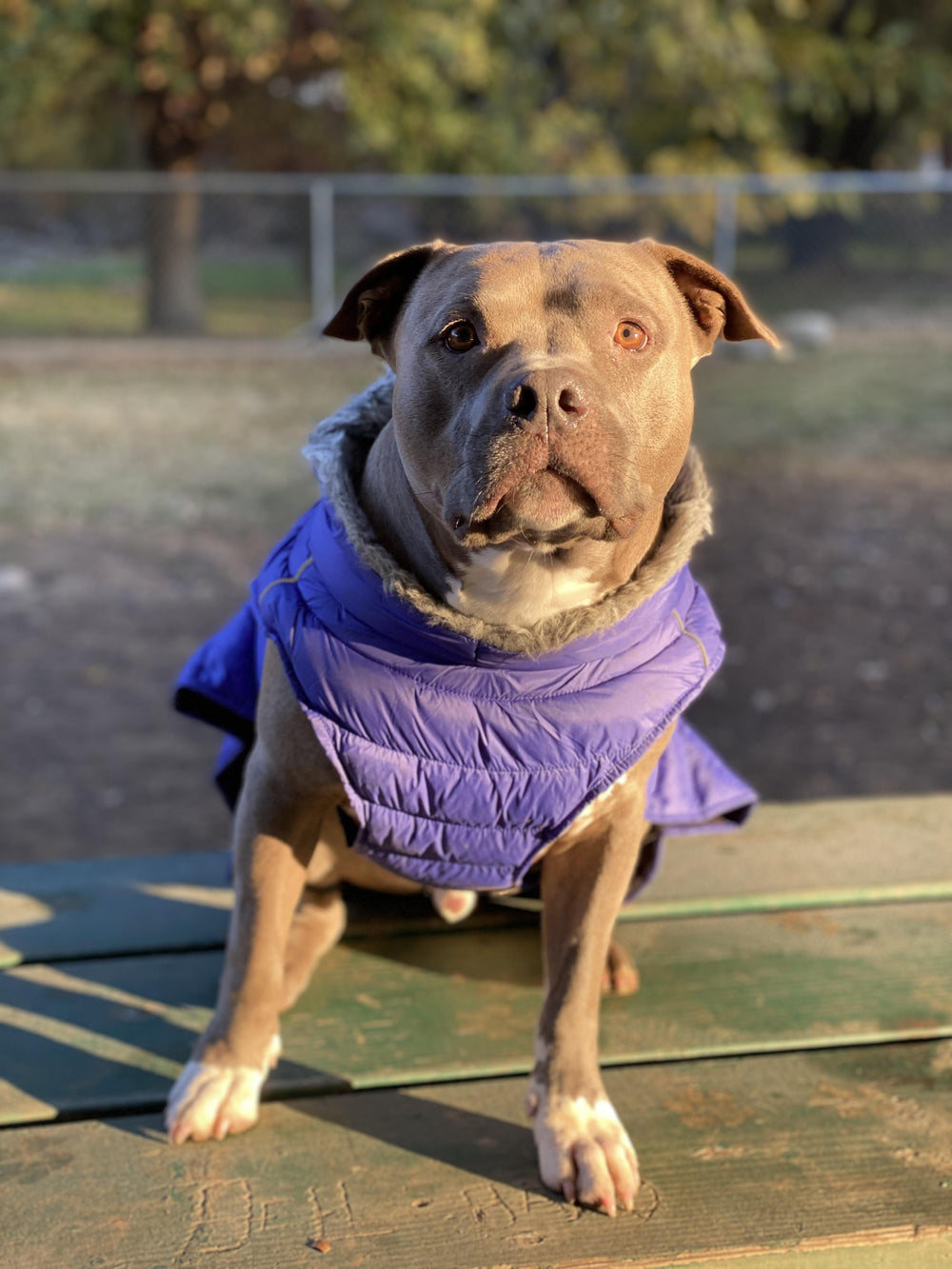 Dog wearing a blue puffer style dog winter jacket with fur lined collar standing on a wooden platform with trees in the background.