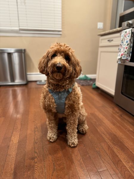 <p><strong>Escape Proof Dog Harness</strong></p>