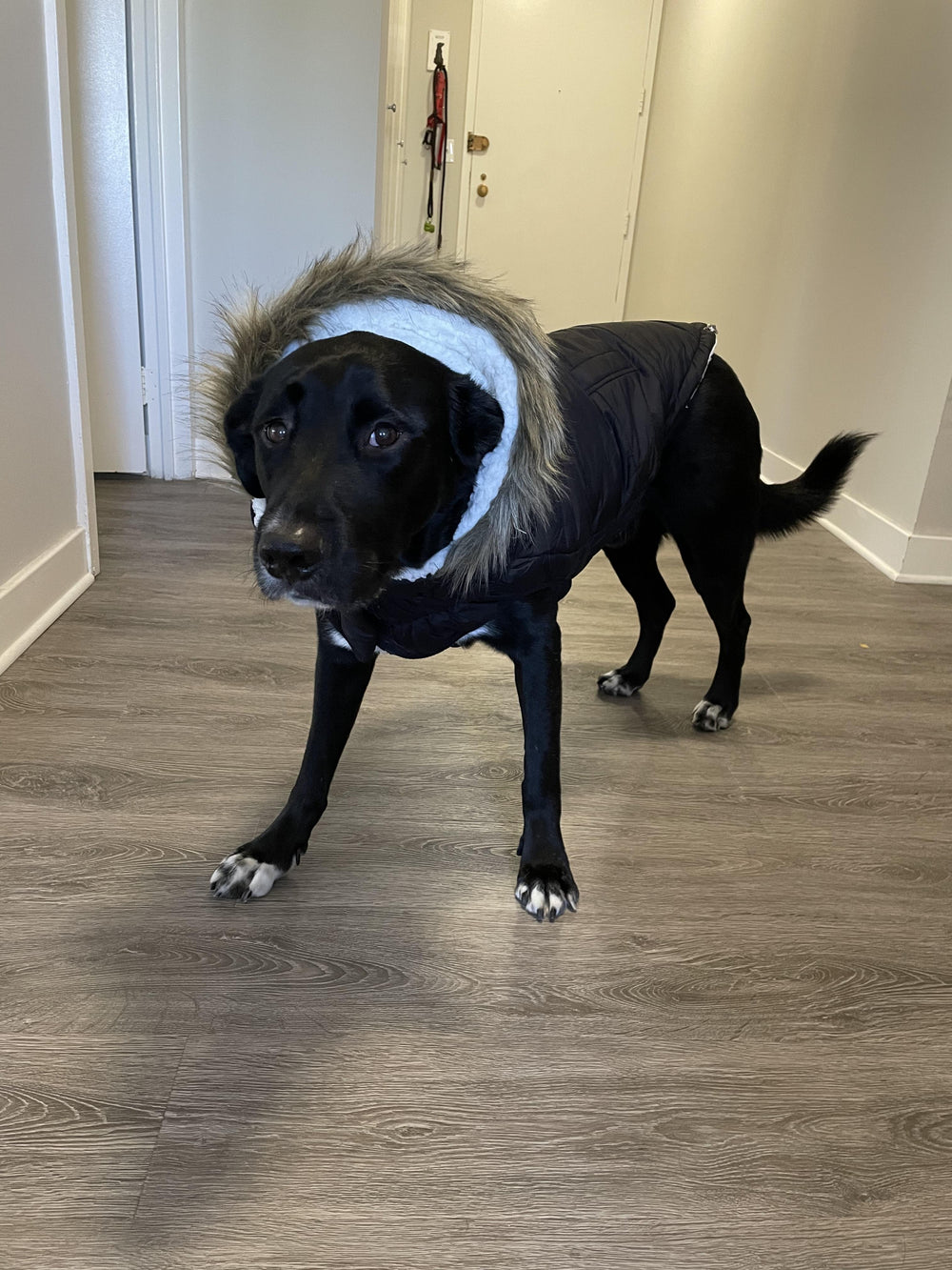 Black dog wearing a black dog winter coat with fur lined hood. Dog jacket is puffer style with popcorn sherpa lining and stretch fit 