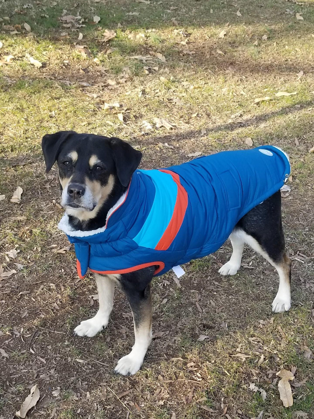 Dog wearing a retro blue dog winter coat by GF Pet with orange trim standing on grass