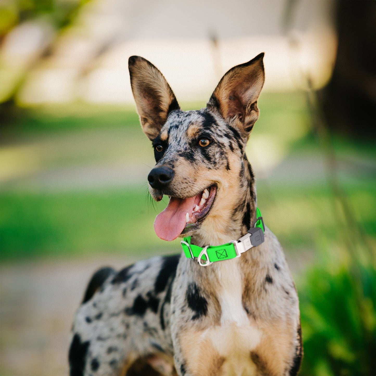 Waterproof Pebble Emboss Biothane Dog Collar with Herm Sprenger Stainless Steel ClicLock Buckle