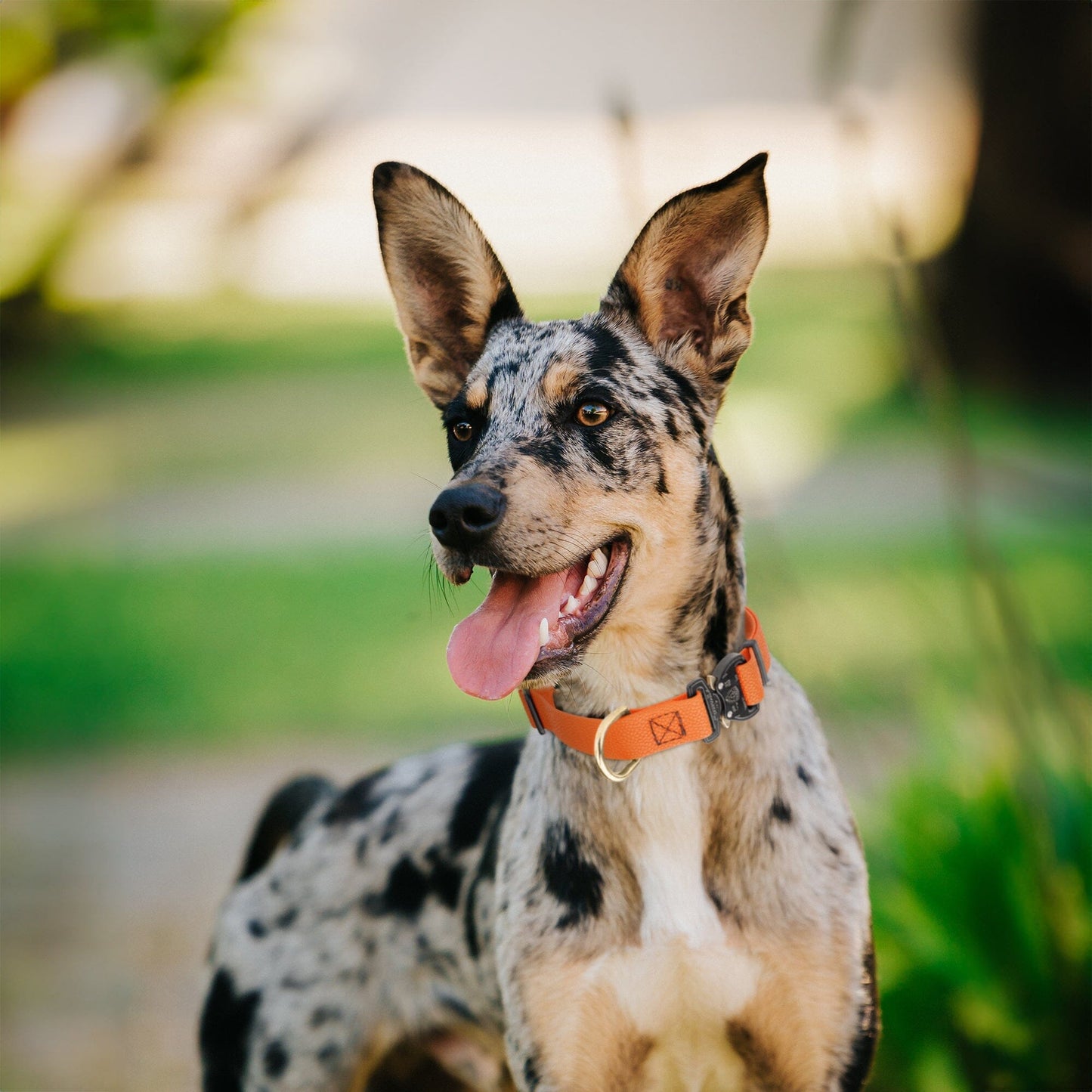 Waterproof Pebble Emboss BioThane Dog Collar with Heavy Duty Cobra Buckle