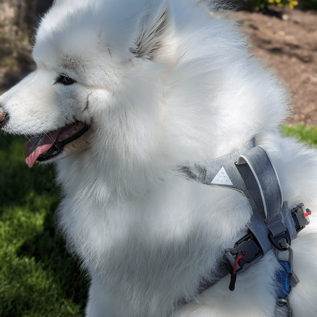 Magnetic Clip Dog Harness – Best for Arthritic Hands, One-Hand Clip, Padded No-Pull Design