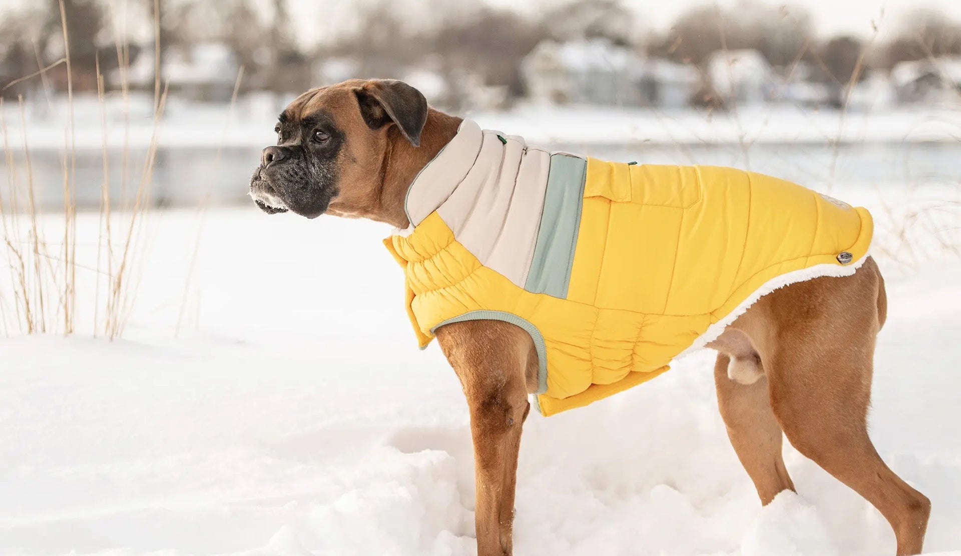 custom winter dog dress Made-to-Measure Dog Winter Coat