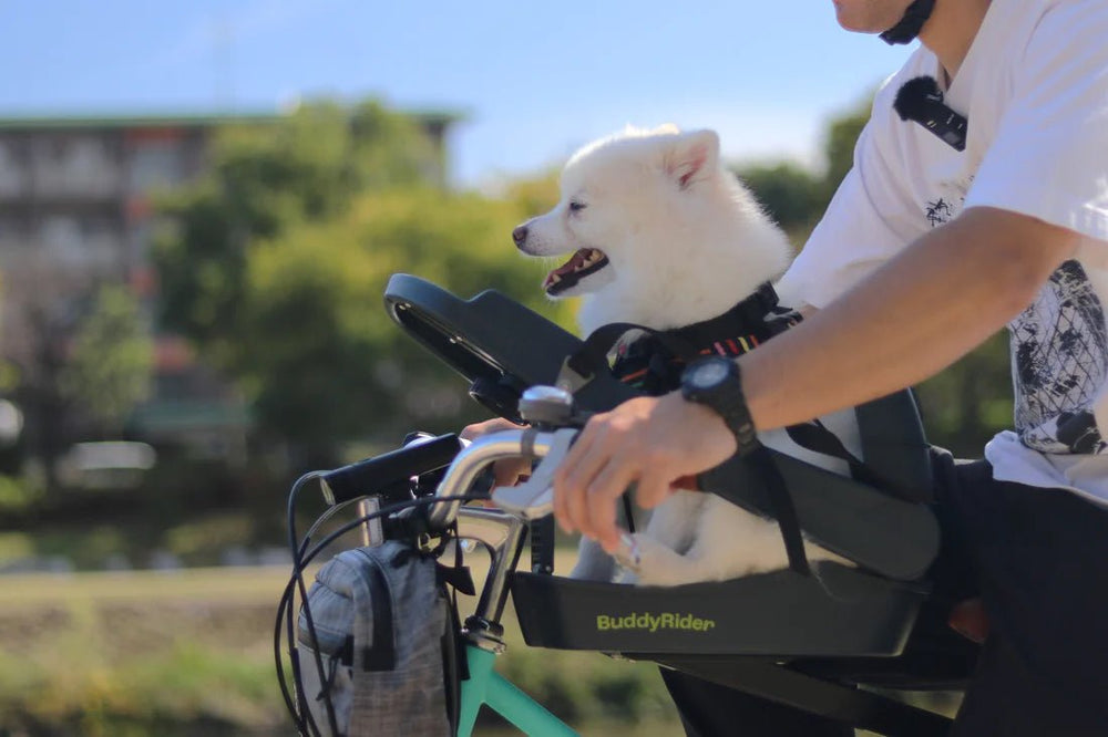 A man riding a bicycle with a small white dog in a BuddyRider carrier attached to the handlebars.