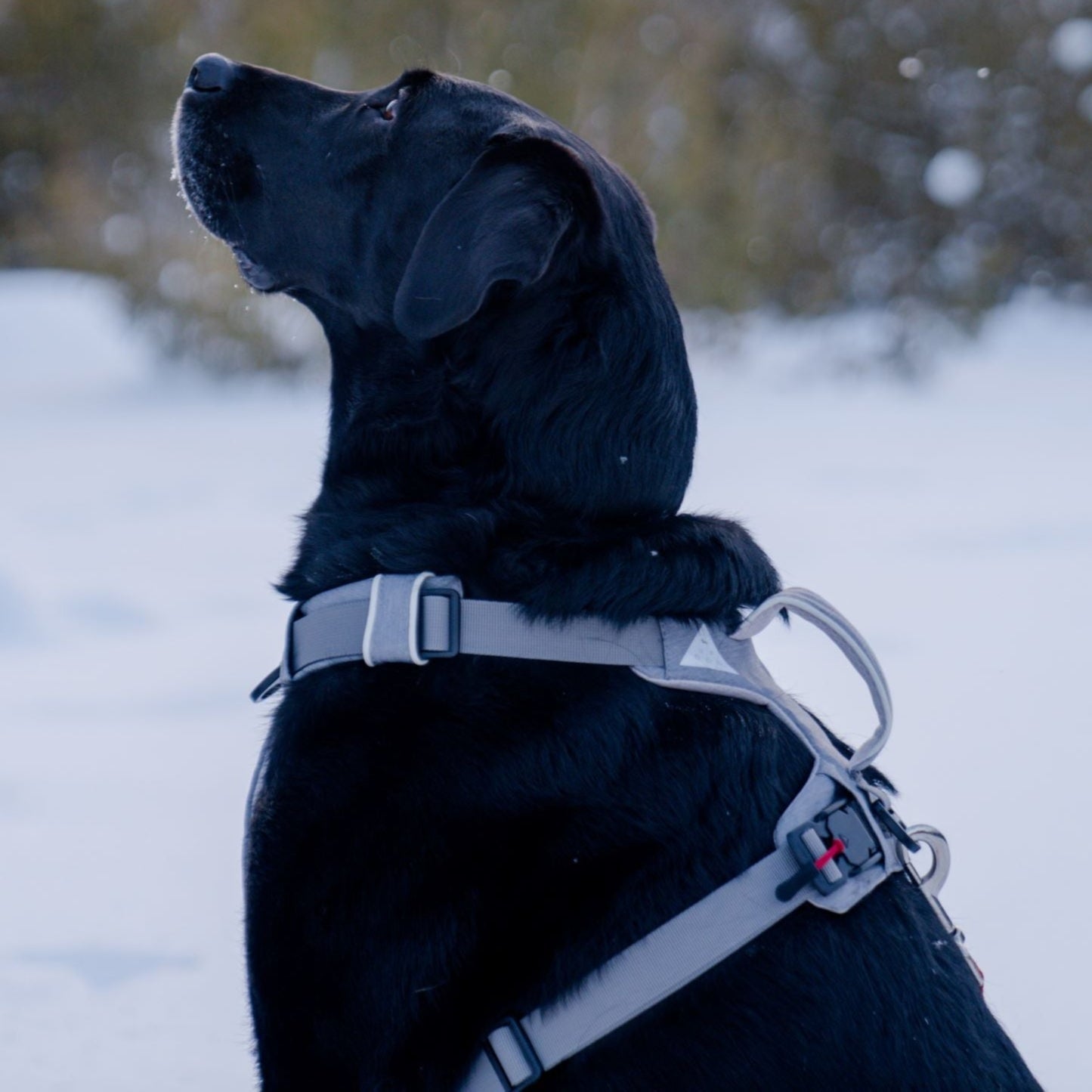 Magnetic Clip Dog Harness – Best for Arthritic Hands, One-Hand Clip, Padded No-Pull Design