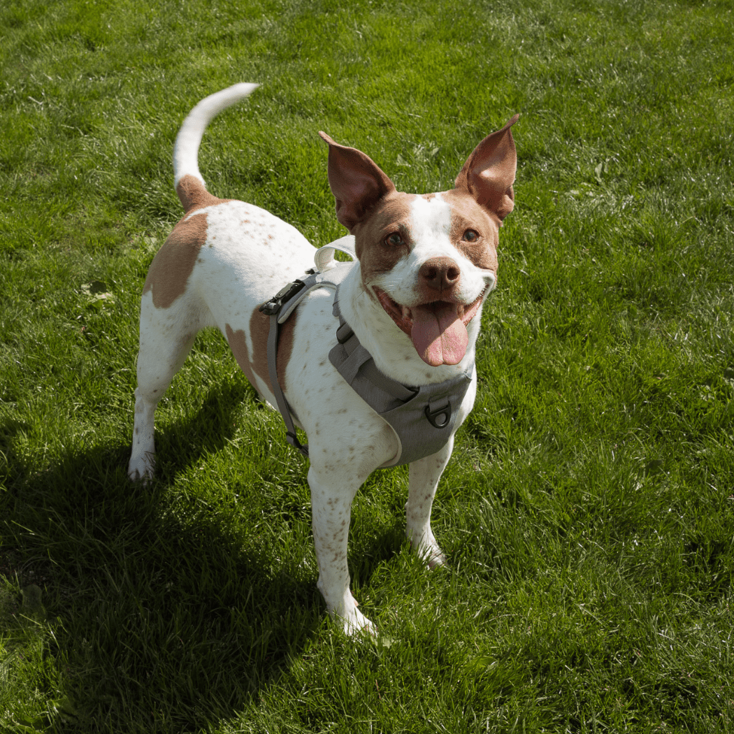 Magnetic Clip Dog Harness – Best for Arthritic Hands, One-Hand Clip, Padded No-Pull Design