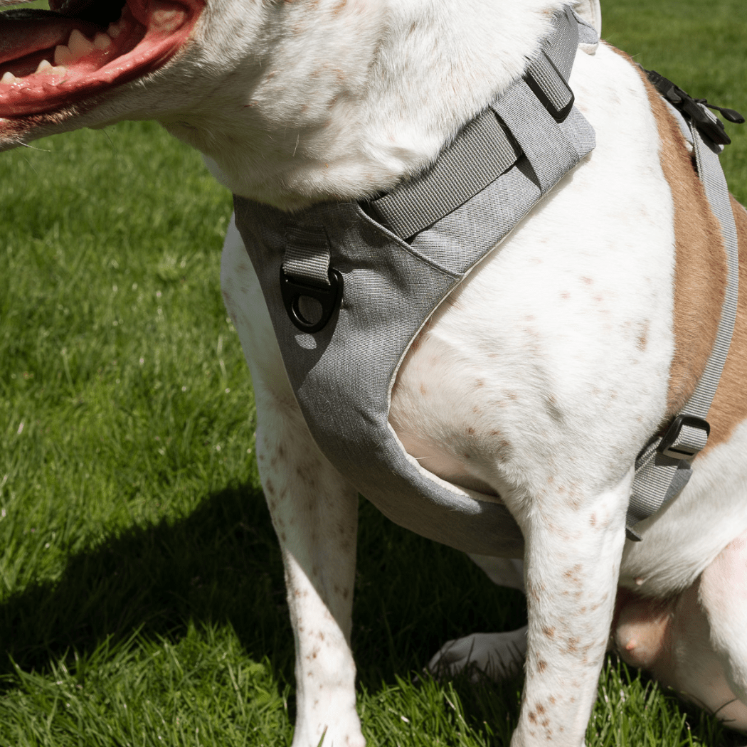 Magnetic Clip Dog Harness – Best for Arthritic Hands, One-Hand Clip, Padded No-Pull Design