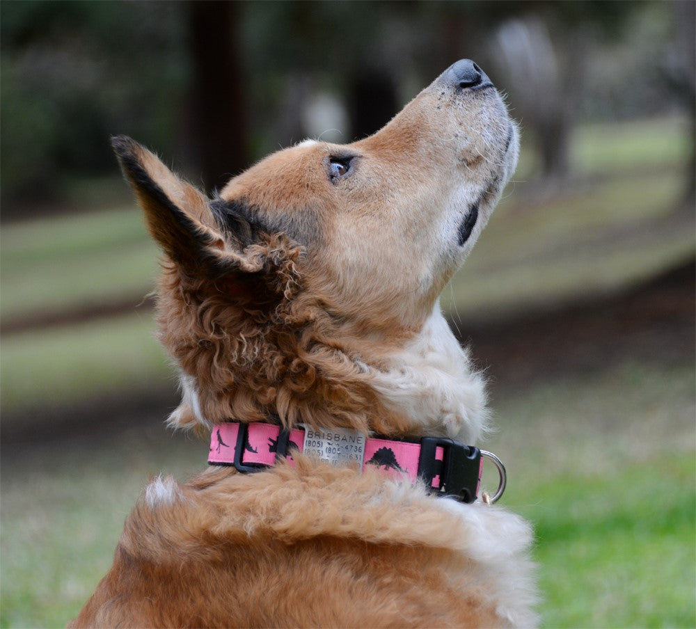 <p><strong>Slide On Dog ID Tags</strong></p>