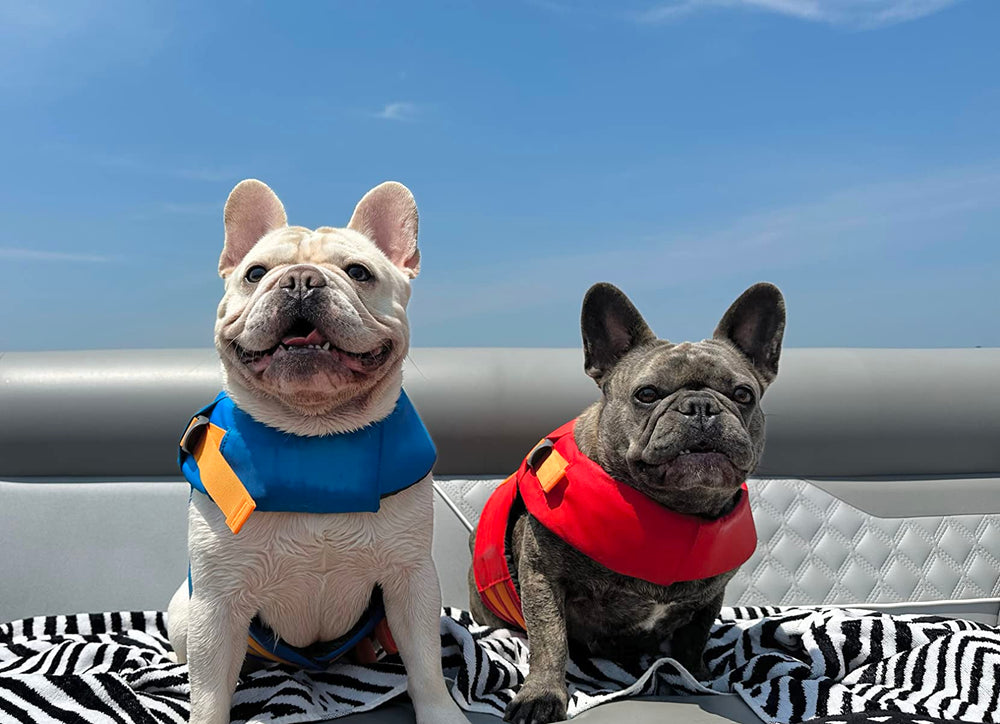 best french bulldog life vests. frenchies wearing optimal buoyancy dog flotation jackets on the lake