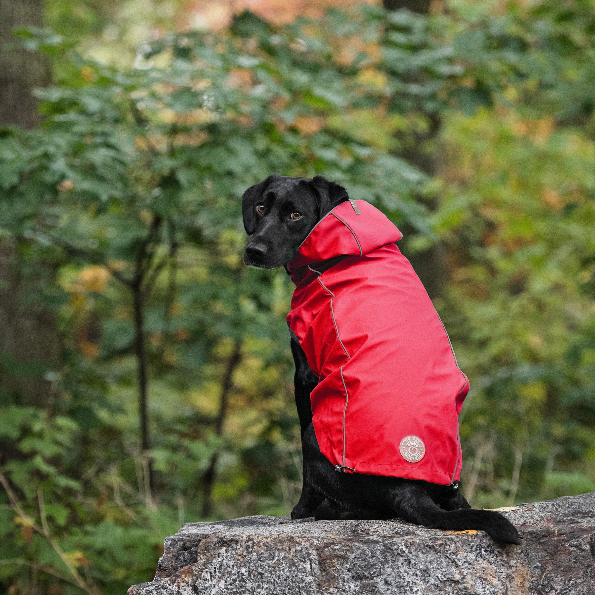 Dog raincoat top tested waterproof protection for your dog reversible style with stretch fit comfort and hood