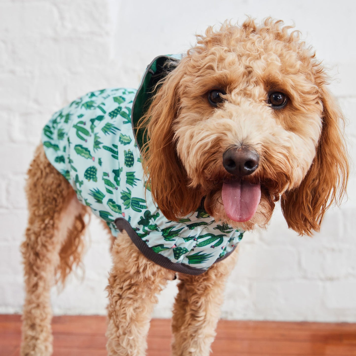 Reversible Dog Raincoat - Green/Cactus Dog Rain Jacket With Hood Doodle
