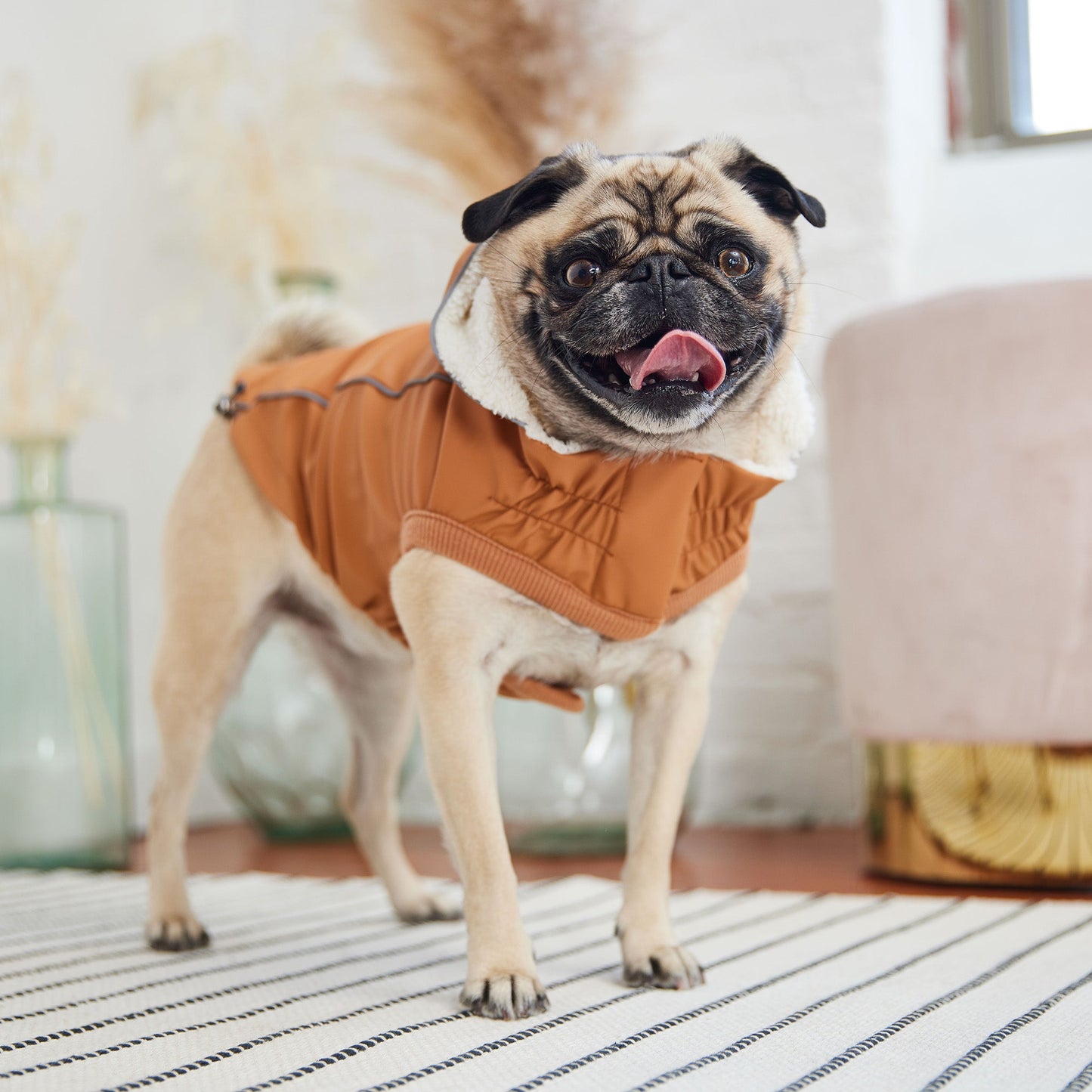 Insulated Waterproof Dog Winter Raincoat - Hazel