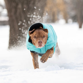 dog winter coat being tested in deep snowy condition water resistant 