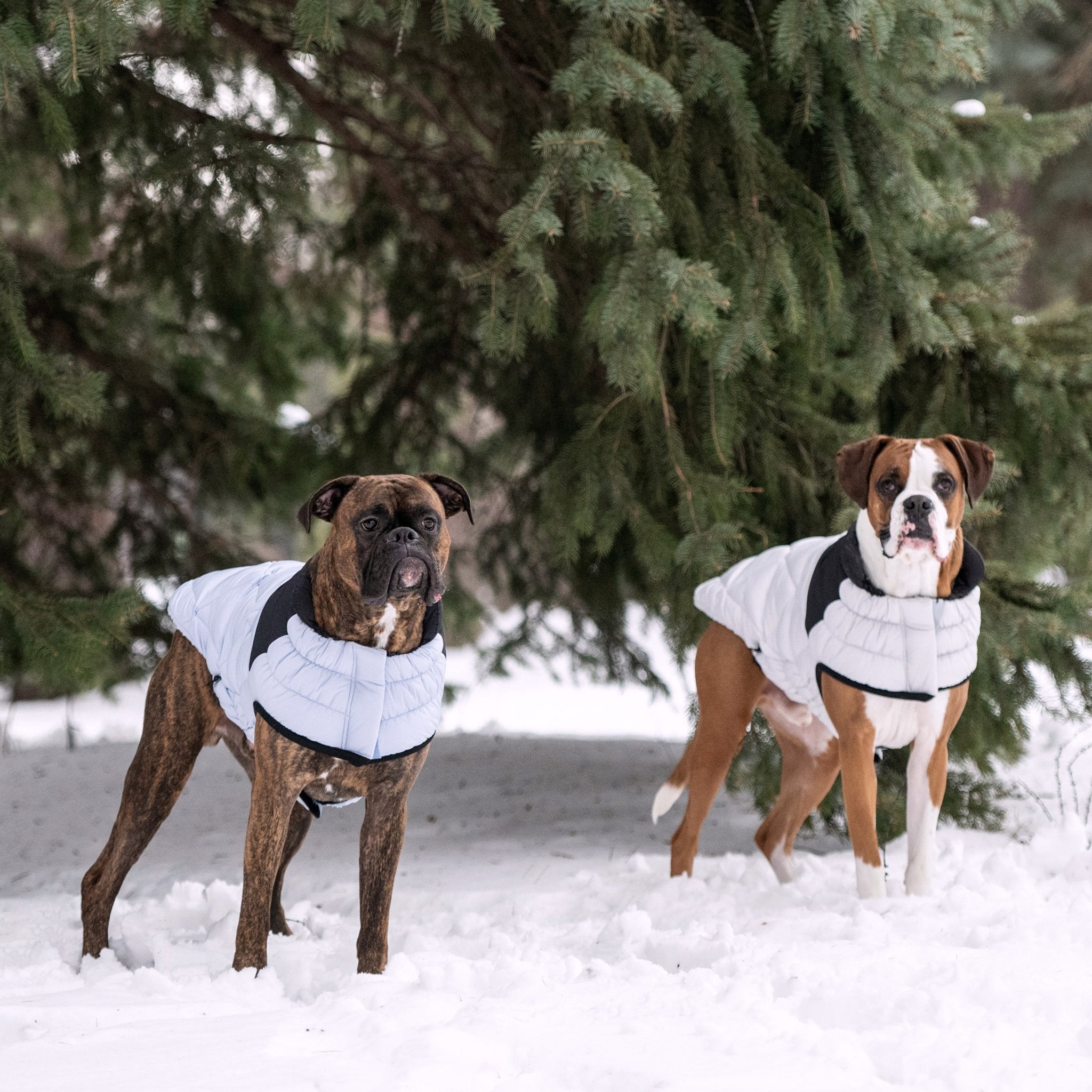 dog winter puffer coats on boxer dogs in the snow
