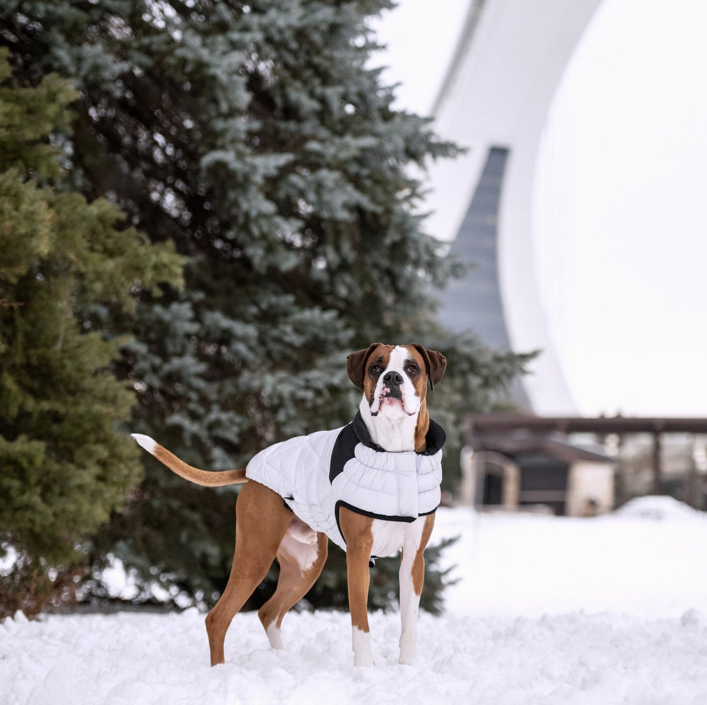 Diamond Puffer Winter Dog Puffer Coat