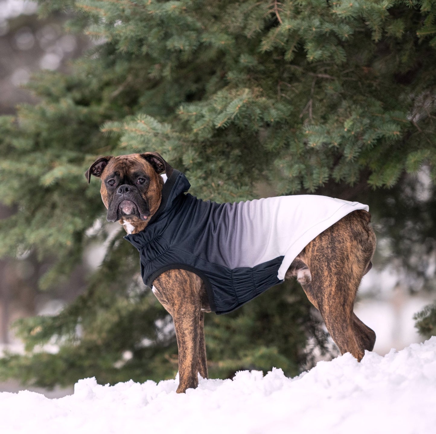 Good Vibes Dog Hoodie | Stretch Fit Dog Hoodies