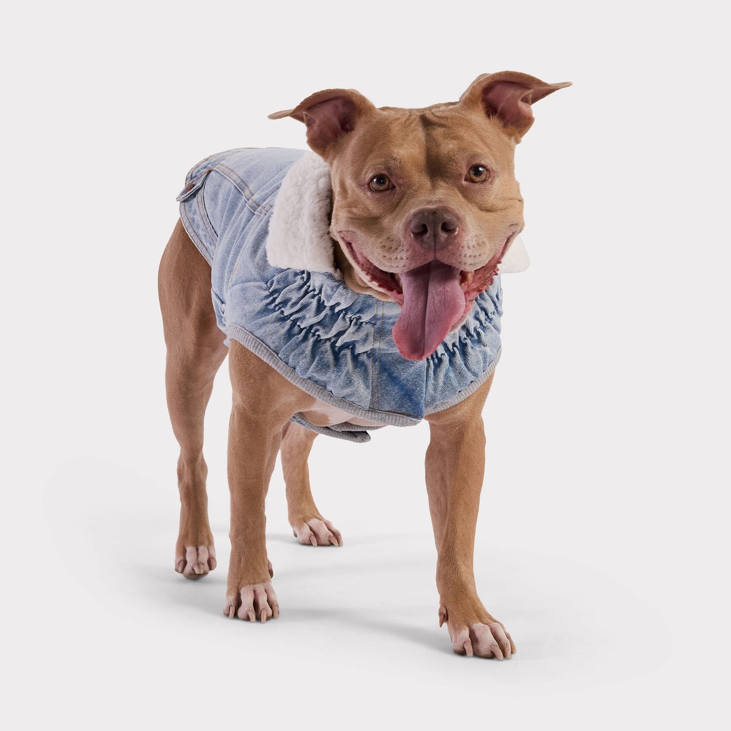 pit bull GF PET denim dog coat with sherpa lining – warm jean jacket for dogs