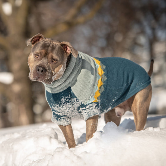 GF Pet Fireside Dog Sweater in Teal – vintage-inspired winter dog sweater with a deep teal lower body, light heather gray upper section, and bold diamond knit pattern in golden yellow, sky blue, and charcoal; crafted in premium multi-knit fabric with ribbed turtleneck and sculpted unisex fit; authentic GF Pet® logo patch at hem; cozy lodge-style sweater for dogs of all sizes, evoking retro après-ski and mountain cabin vibes. dog in the snow