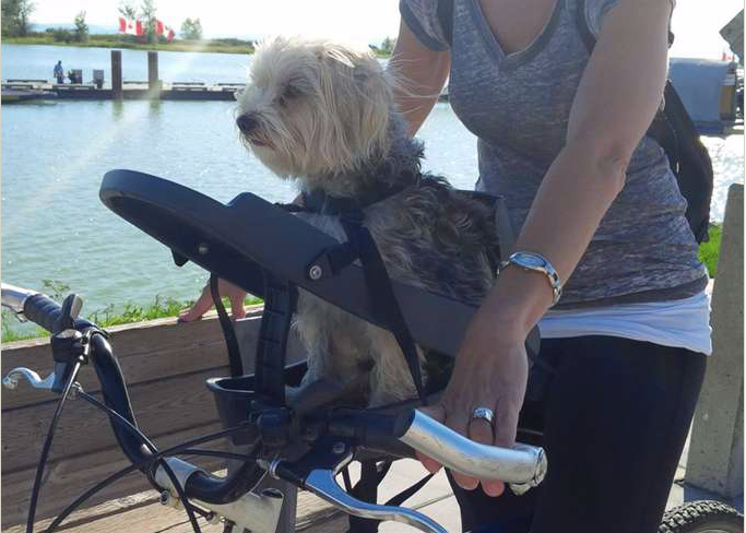 Buddyrider Dog Bicycle Seat Attachment & Accessories | Product Reviews ...