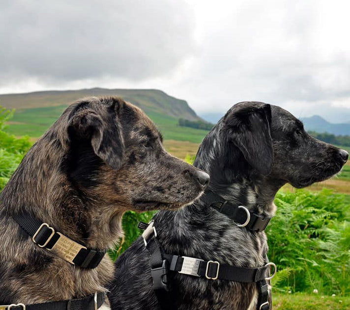 <p><strong>Slide On Dog ID Tags</strong></p>