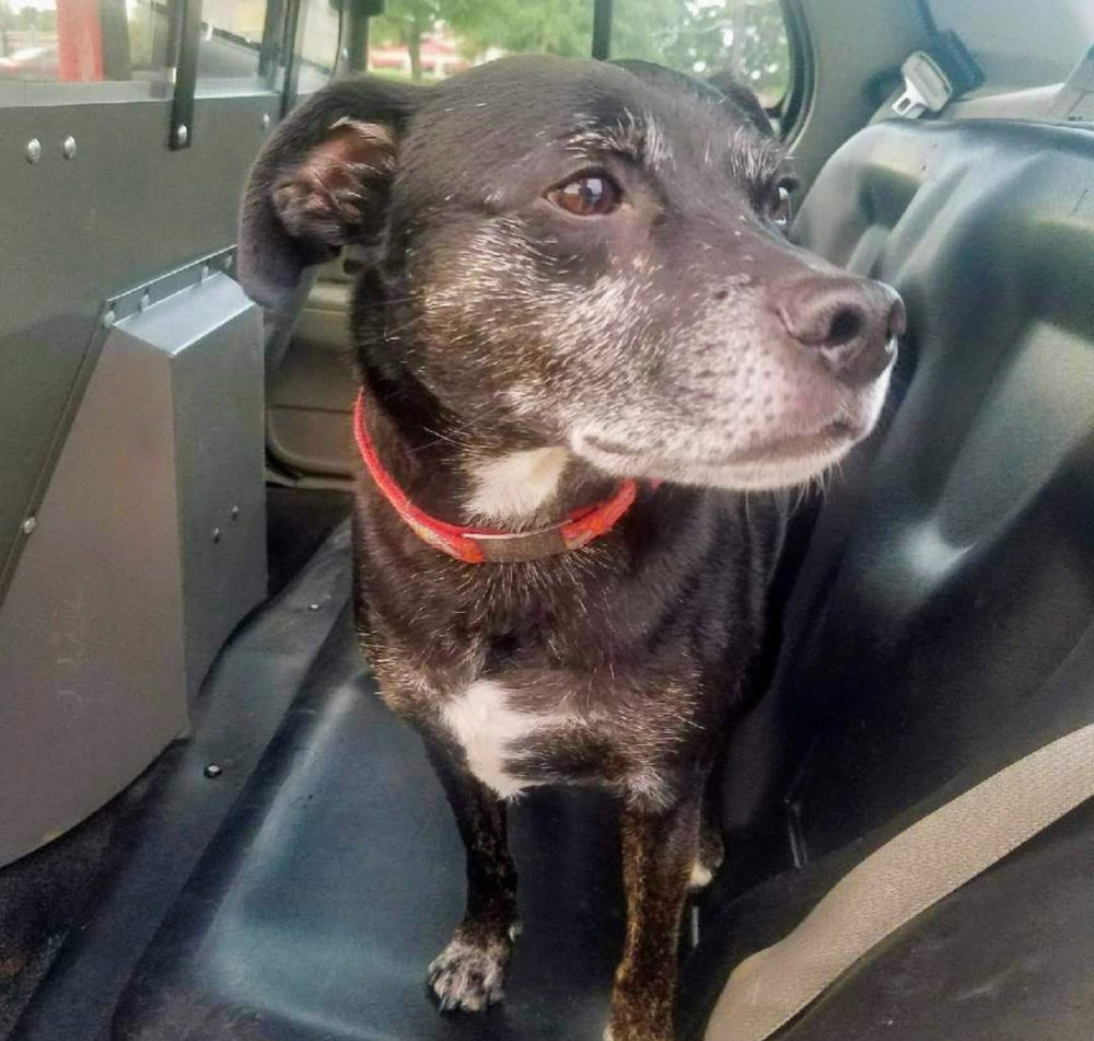 <p><strong>Slide On Dog ID Tags</strong></p>