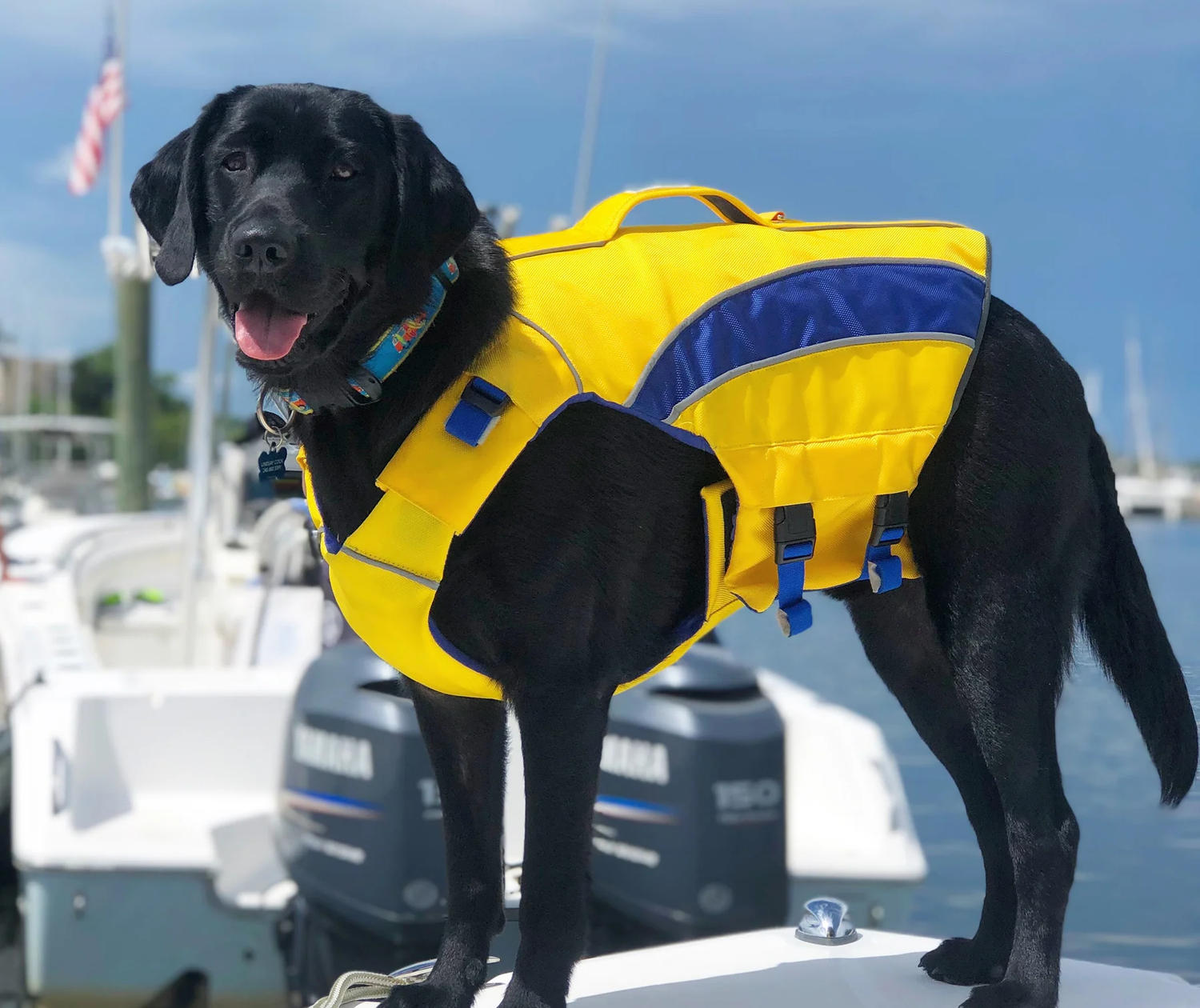 Best Dog Life Jacket - Baydog Monterey Bay