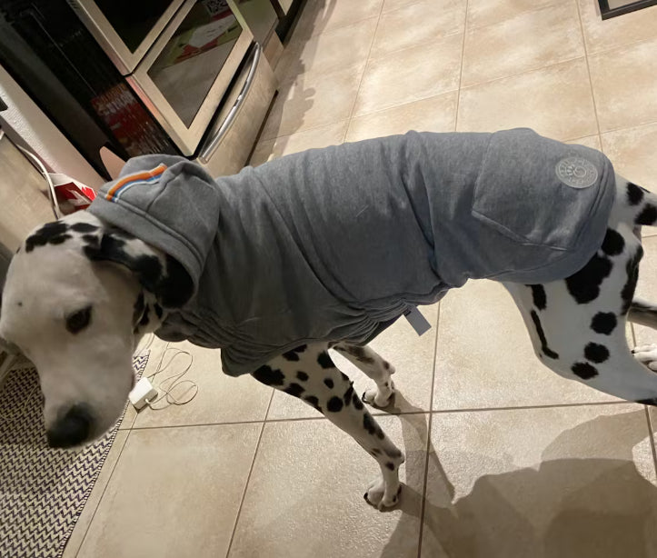 dog hoodie happy customer dalmation wearing a dog hoodie