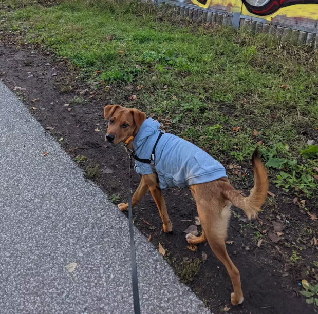 dog hoodie happy customer dog on a walk wearing a dog hoodie