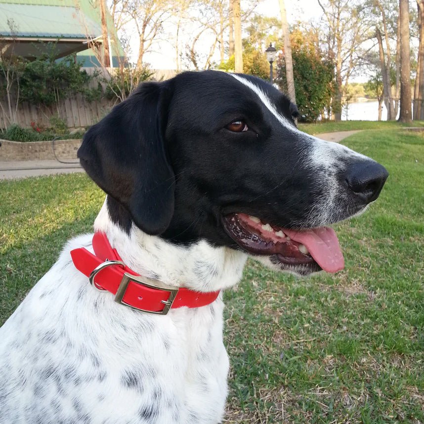 Biothane Waterproof Dog Collar Test Dog 