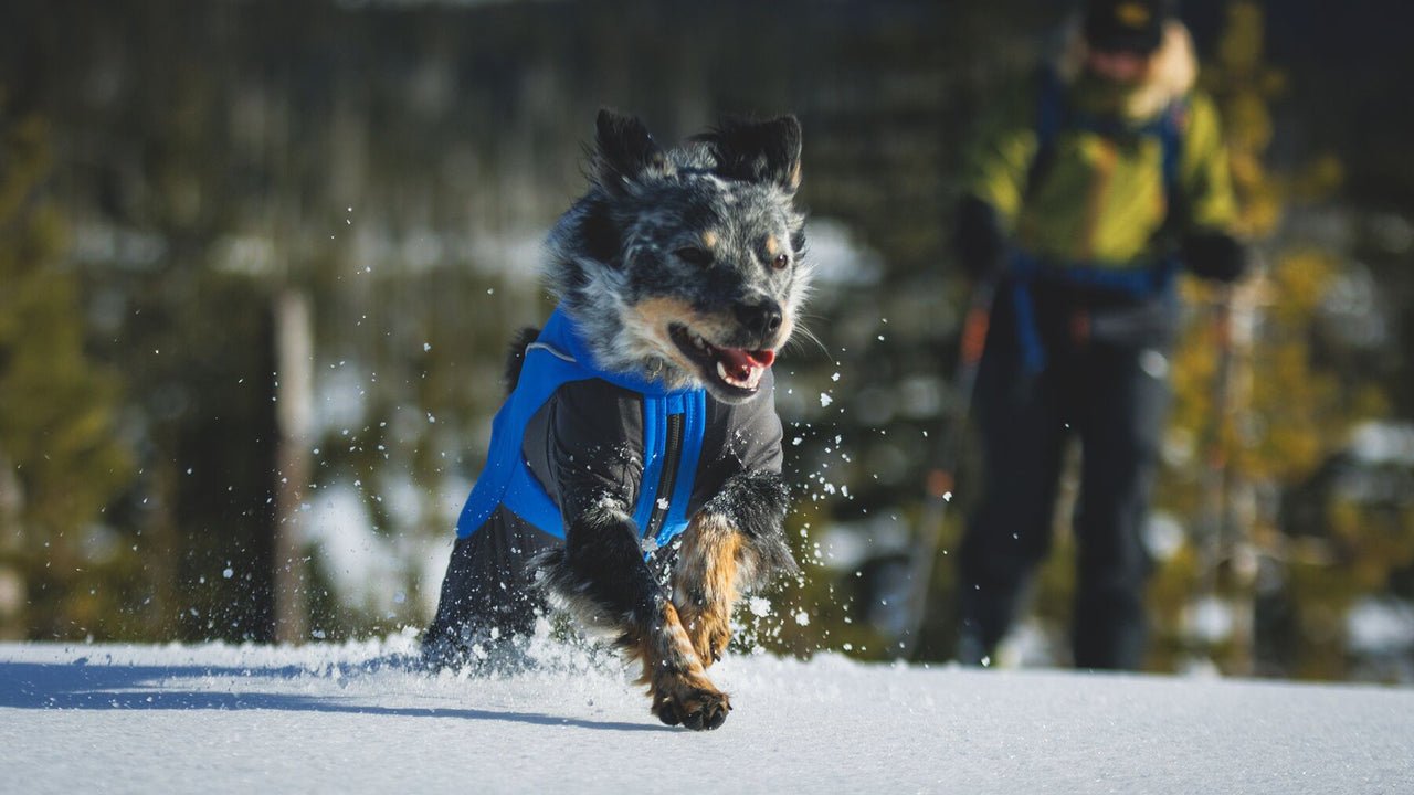 Vert™ Coverall Dog Snow Suit - Waterproof, Insulated Coverall