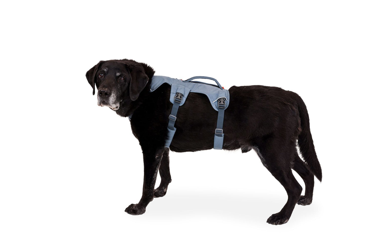 Dog Lift Assisting Harness With Handle Padding Dog Lift Mobility