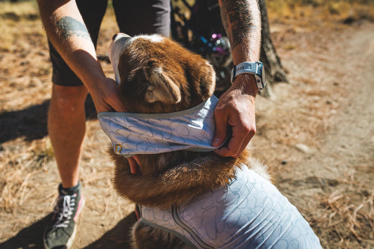 Swamp Cooler Cooling Dog Neck Gaiter