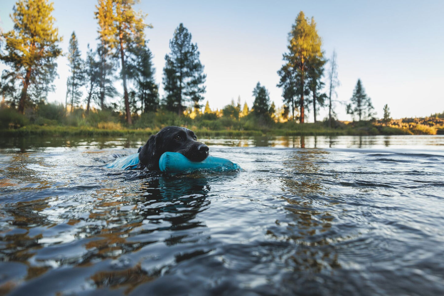 Confluence™ Dog Life Jacket