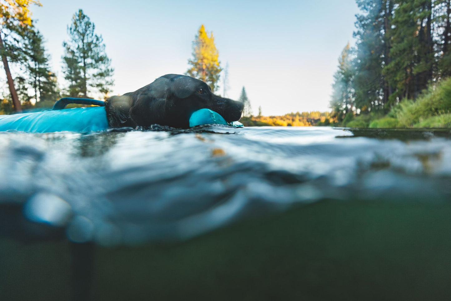 Confluence™ Dog Life Jacket