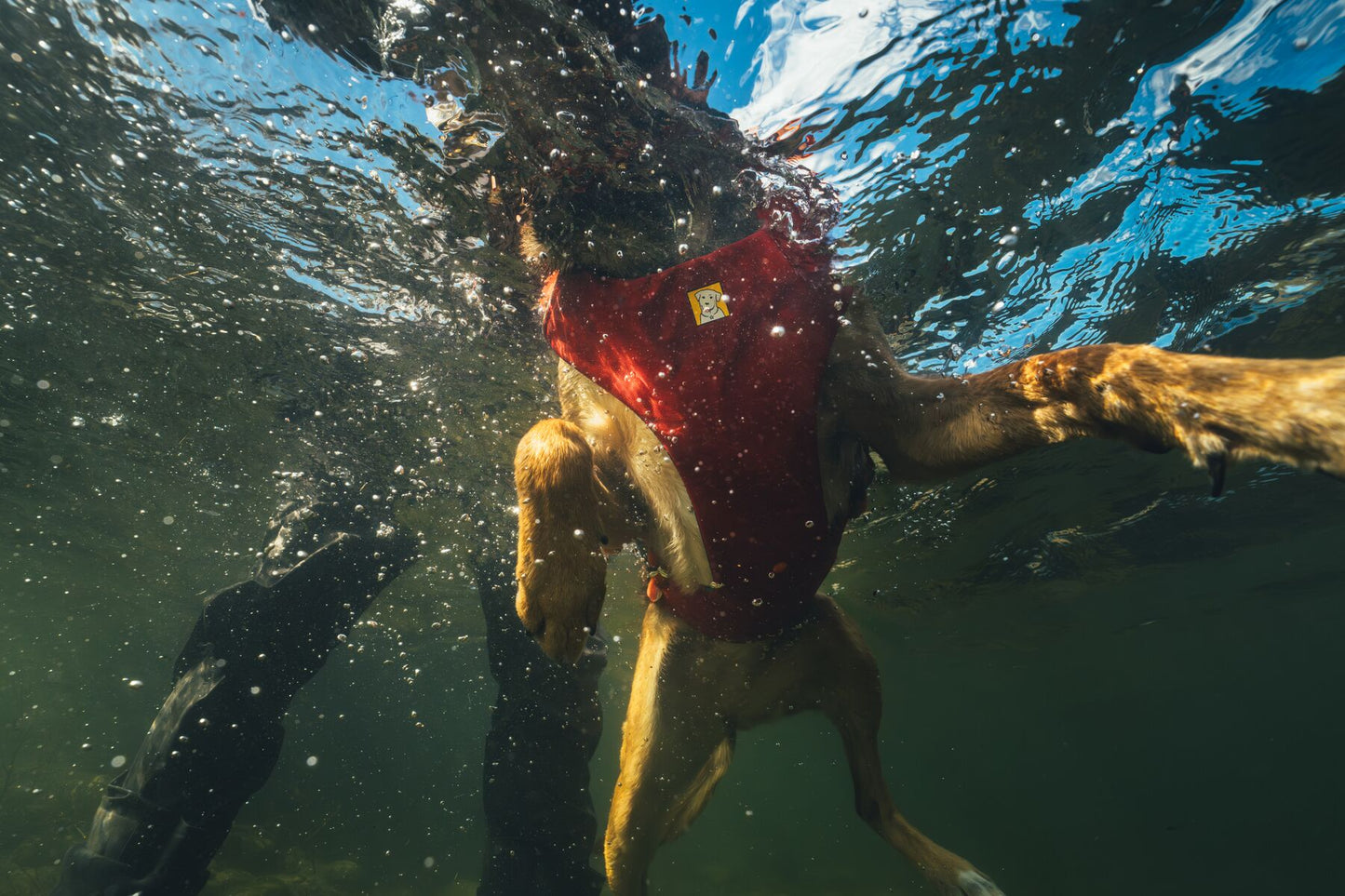 Confluence™ Dog Life Jacket