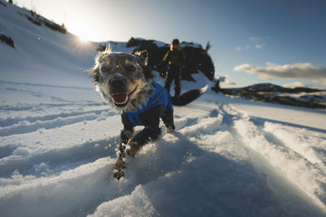 Vert™ Coverall Dog Snow Suit - Waterproof, Insulated Coverall