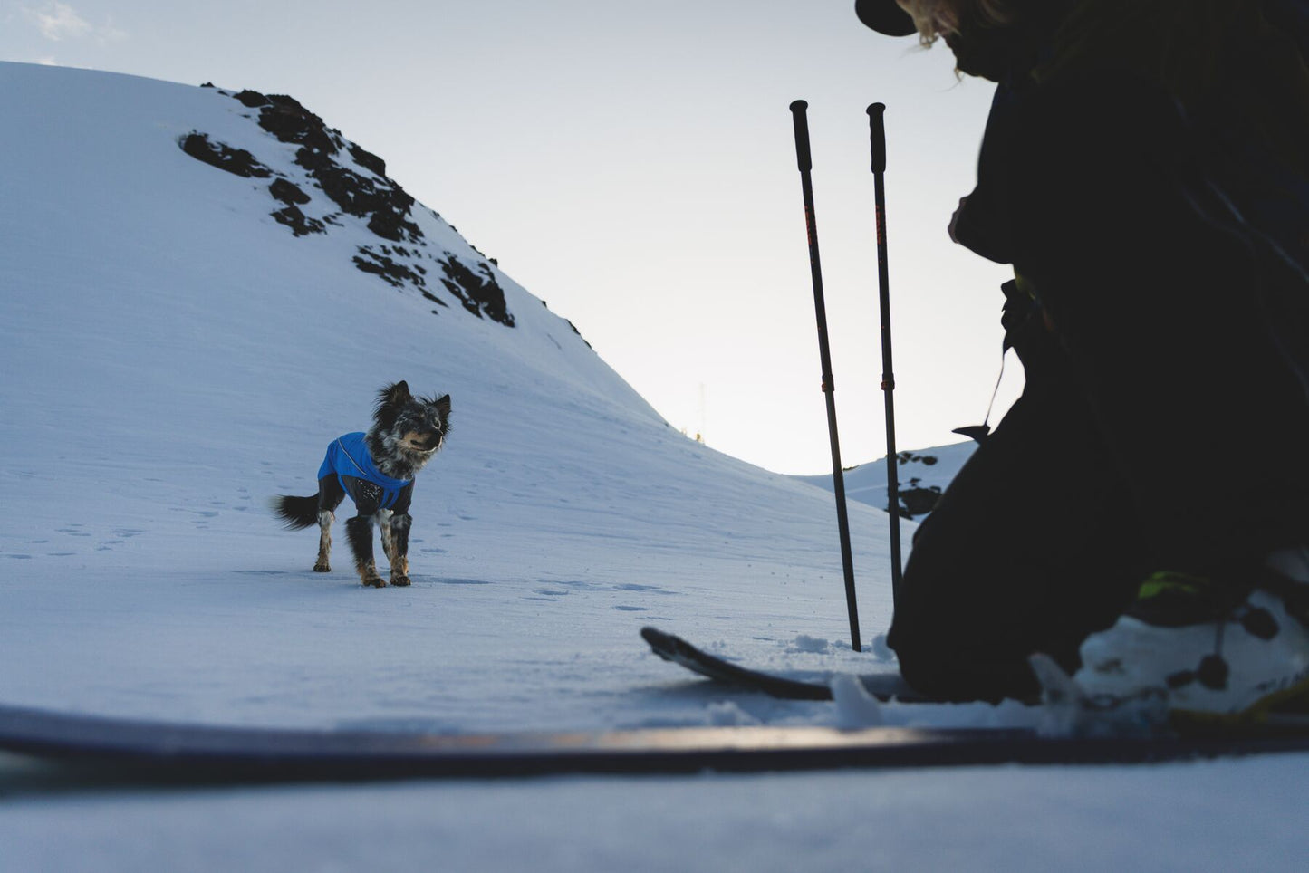 Vert™ Coverall Dog Snow Suit - Waterproof, Insulated Coverall