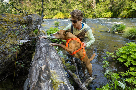 Assist Your Dog Over Objects Help Lift Them Up Web Master Harness