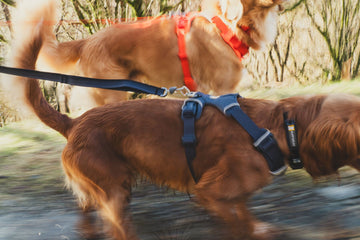 Ruffwear Front Range Harness – The Dog Outdoors - Main Image
