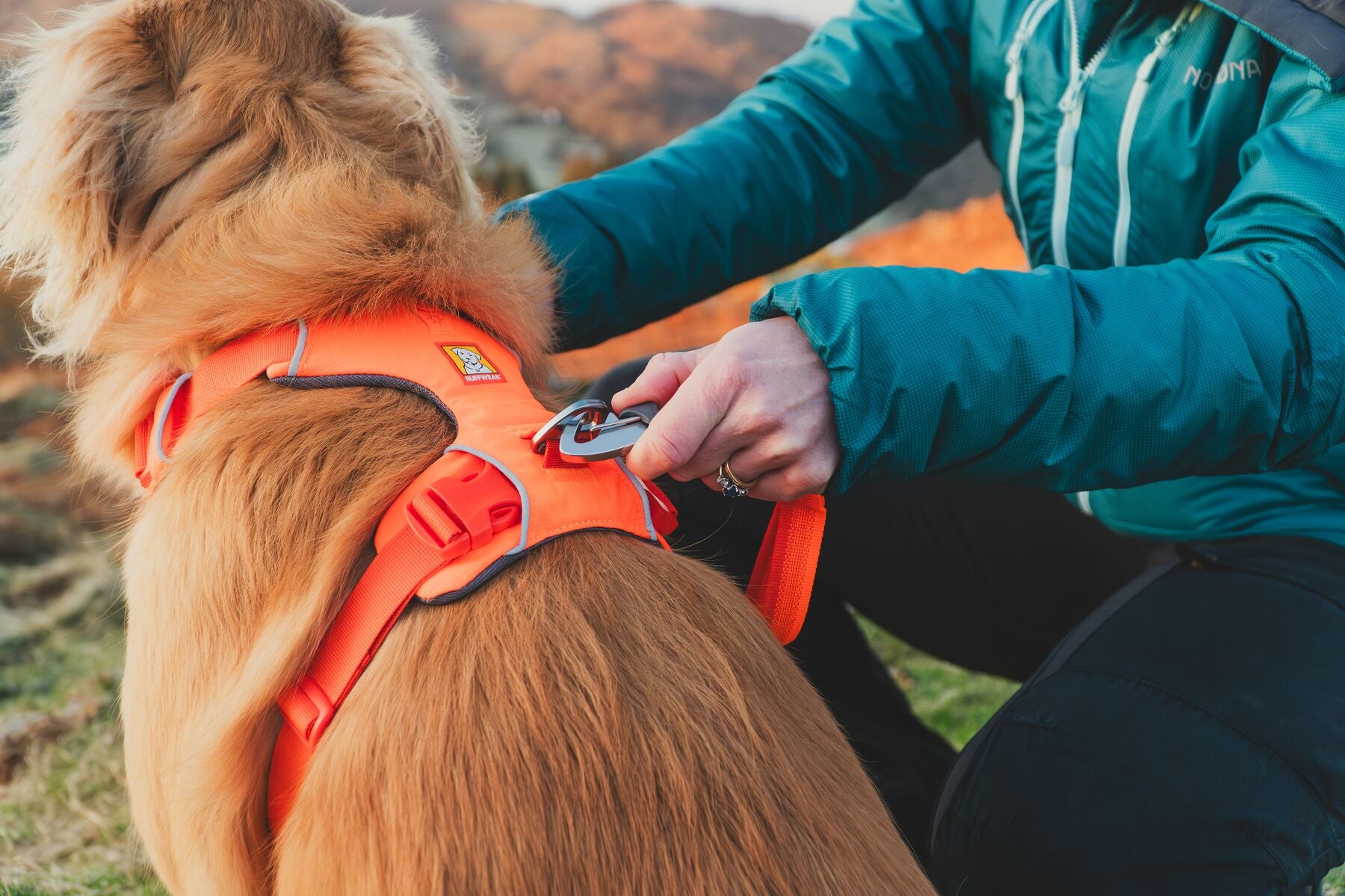 RUFFWEAR Dog Harness 中型犬用 グリーン Ruffwear Front Range Harness – The Dog Outdoors